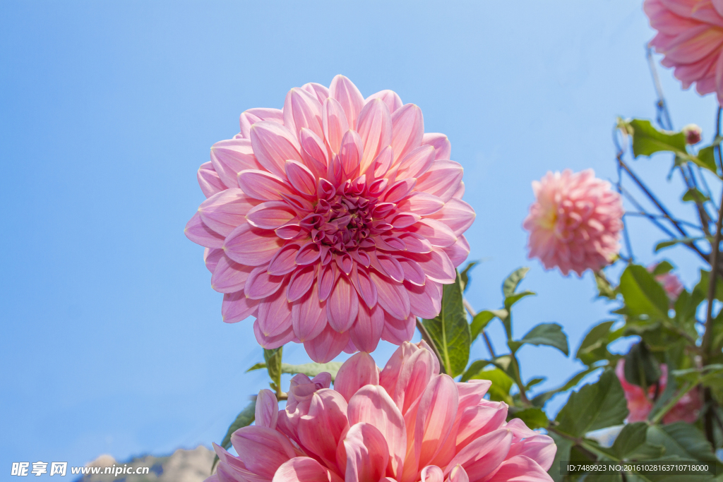 牡丹花