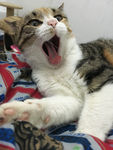 小猫