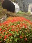 山中红花