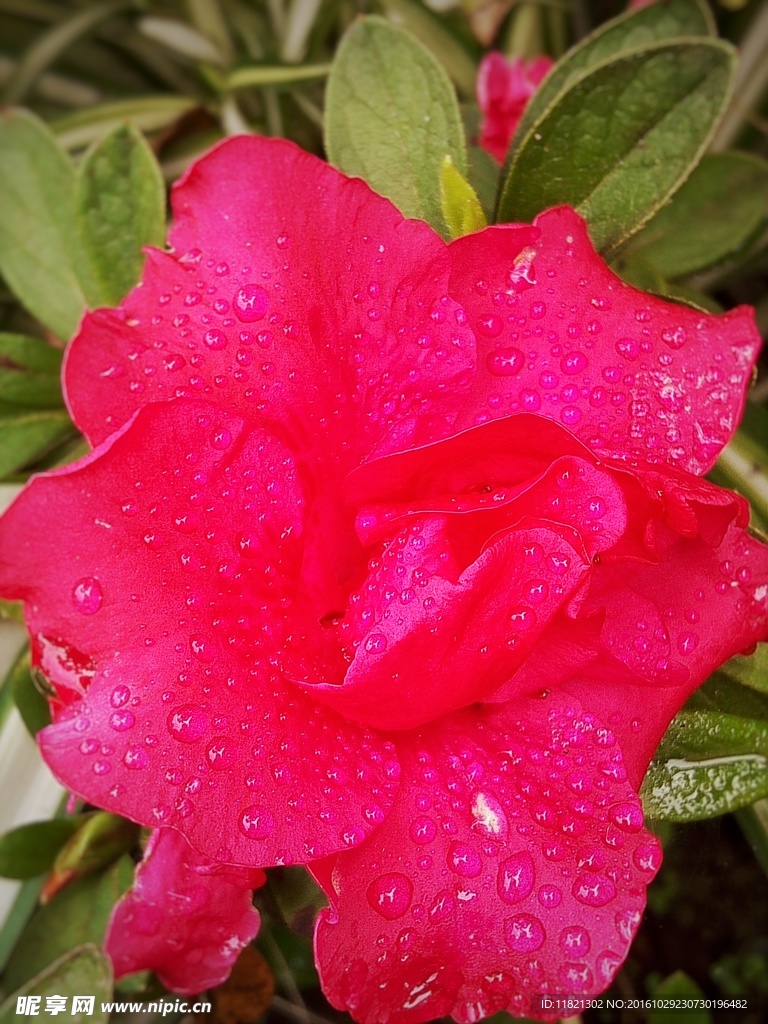 杜鹃花