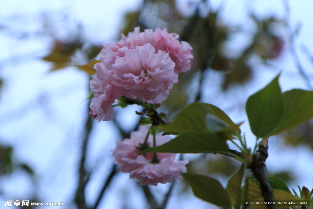 樱花