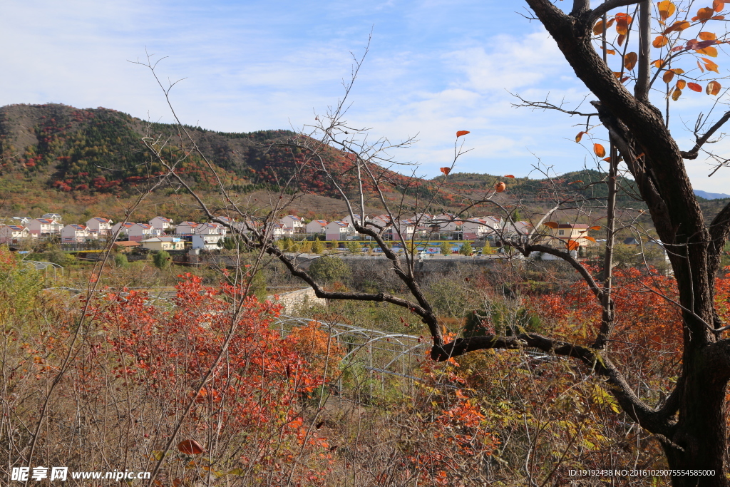 秋日红叶