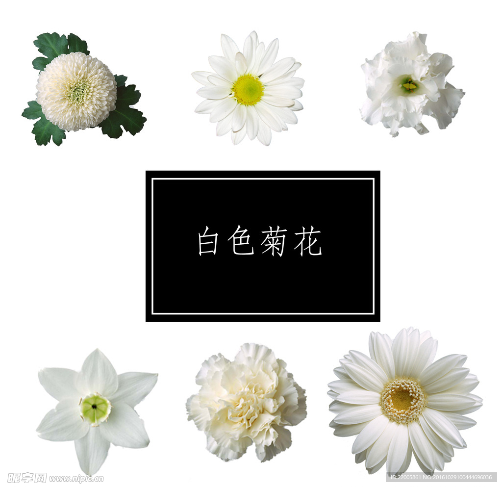 菊花花瓣花束分层素材下载