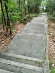 竹林绿道