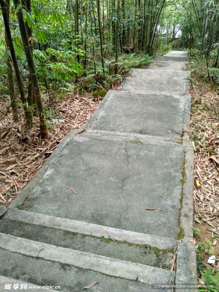 竹林绿道