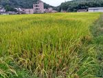 金色田野