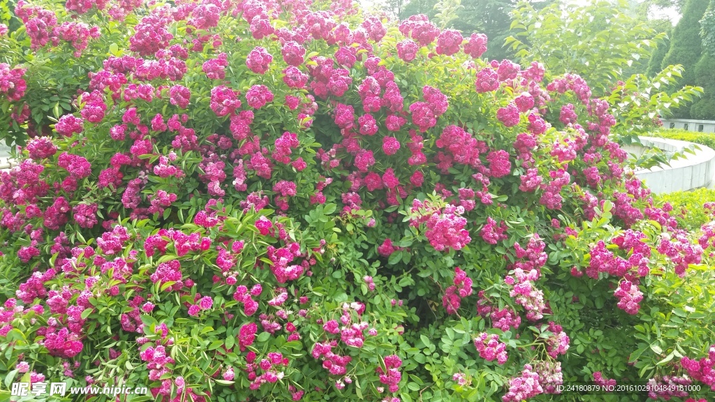 花团锦簇