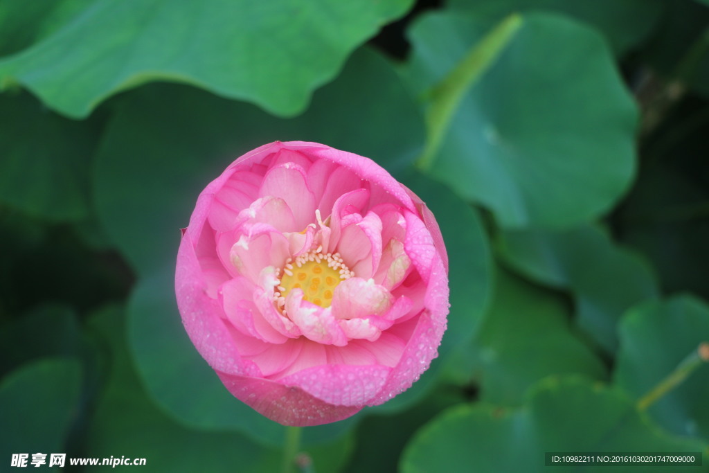 莲花