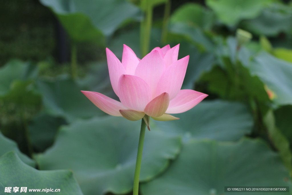 莲花