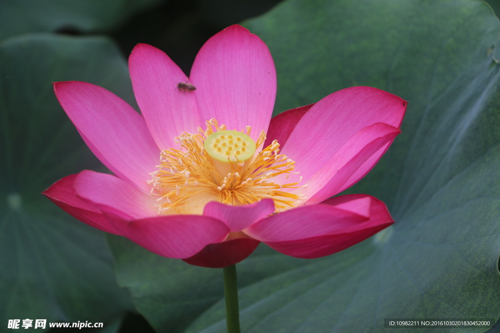 莲花