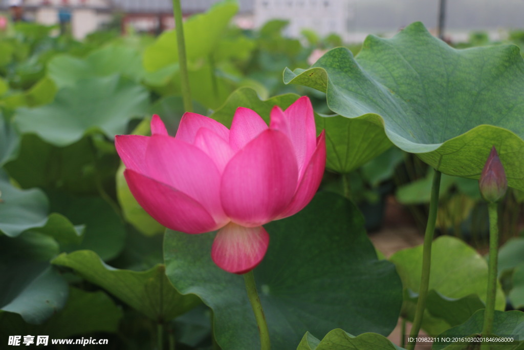 莲花