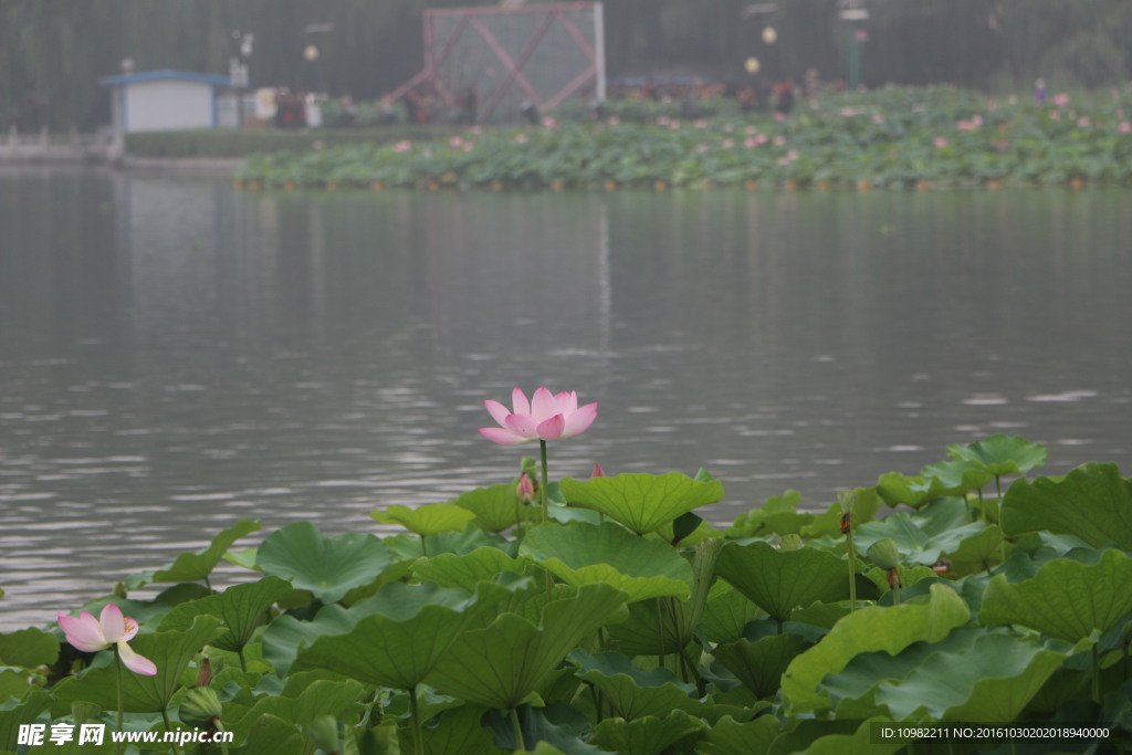 莲花池