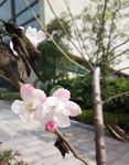 海棠花