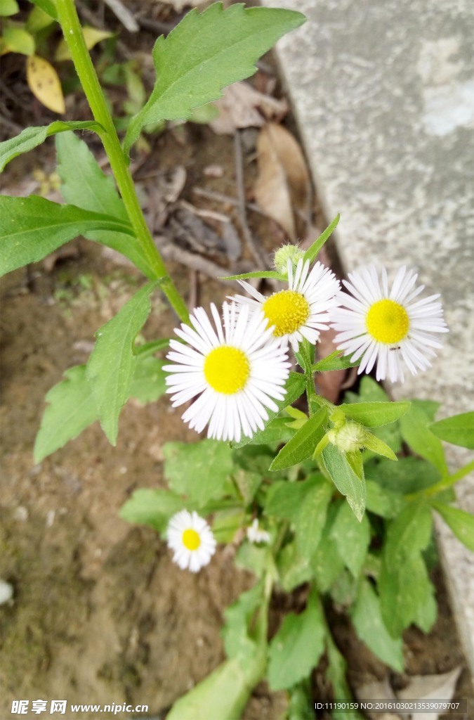 野菊花