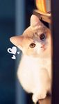小猫咪