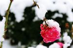 寒冬里的雪玫瑰