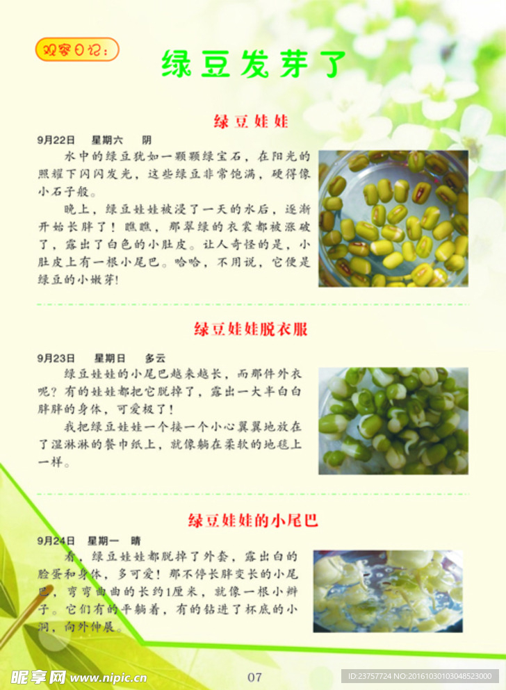绿豆发牙了作文素材