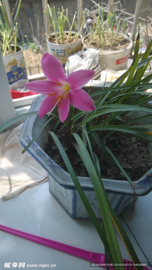 韭菜莲