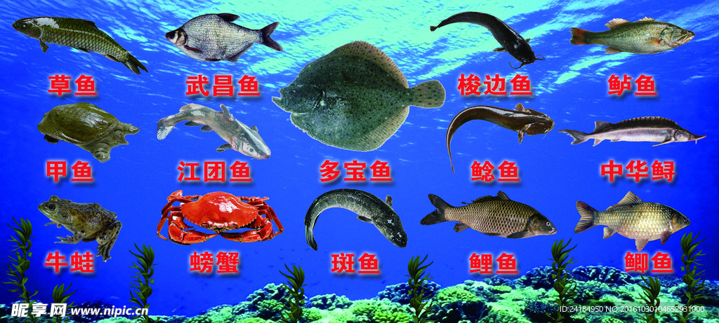 水产鱼类大喷