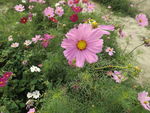 格桑花
