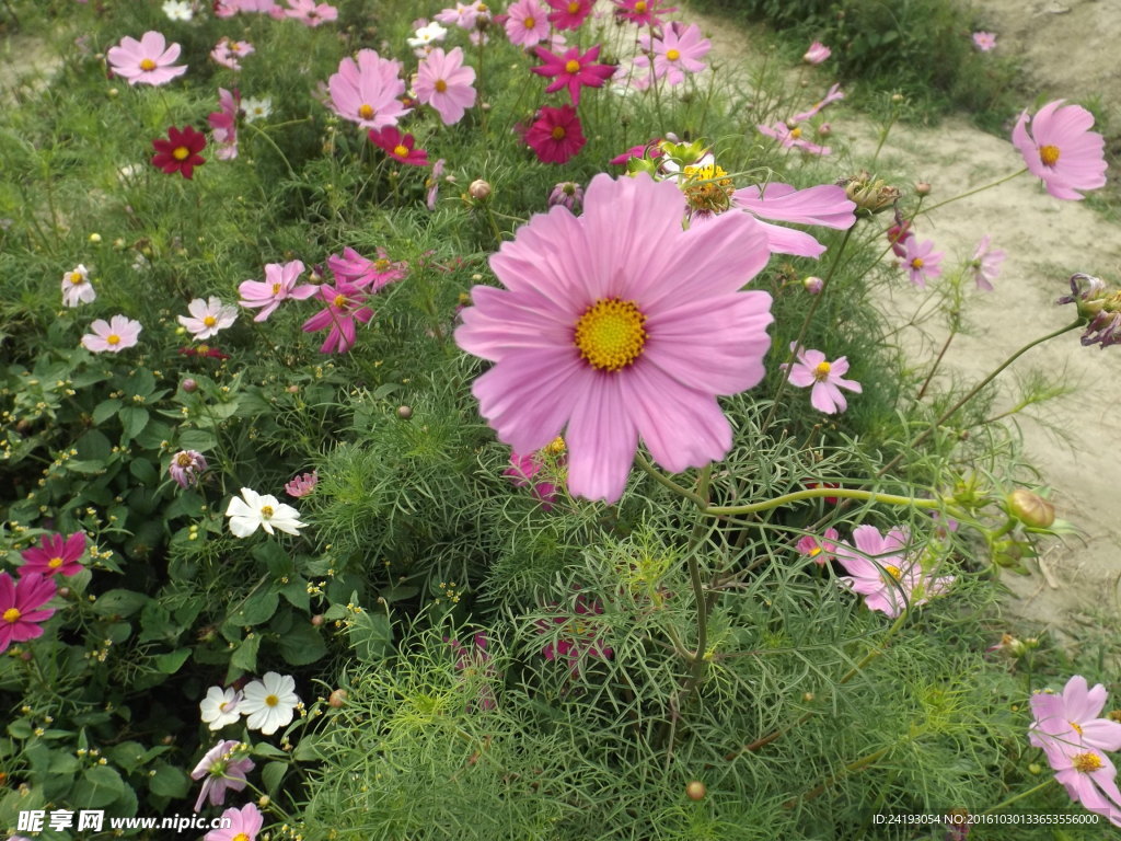 格桑花