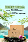 绿色海报养生产品