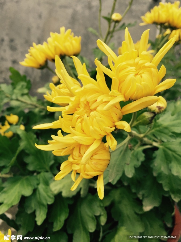菊花