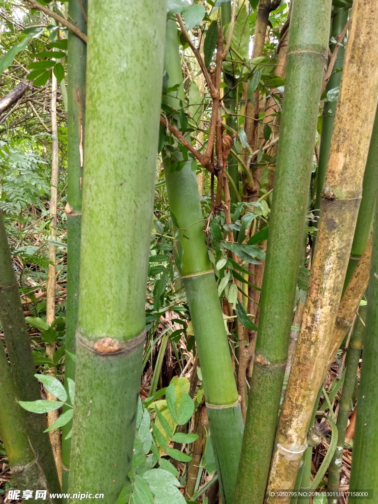竹子