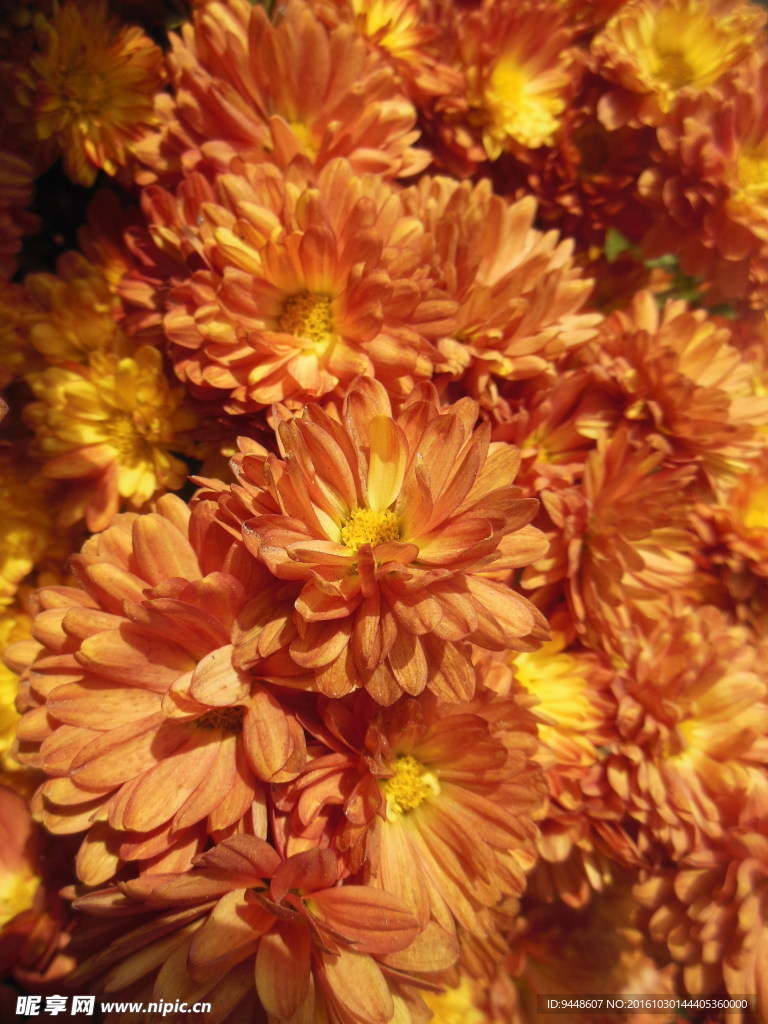 雏菊