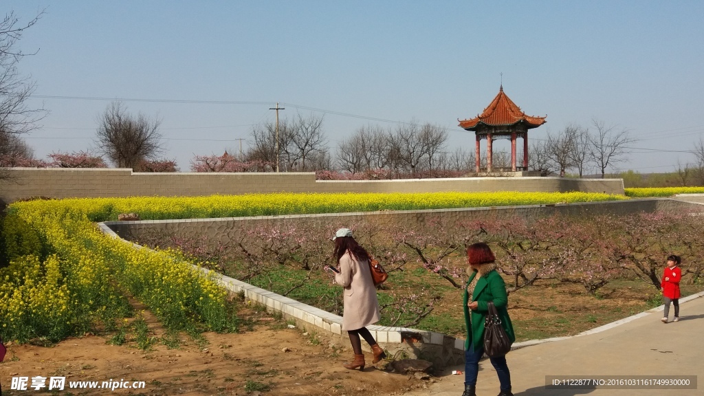 亭子油菜花风景