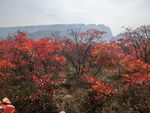 少室山秋色