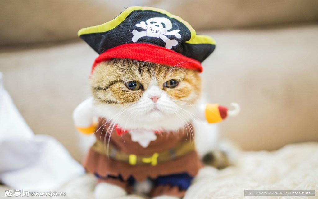 猫