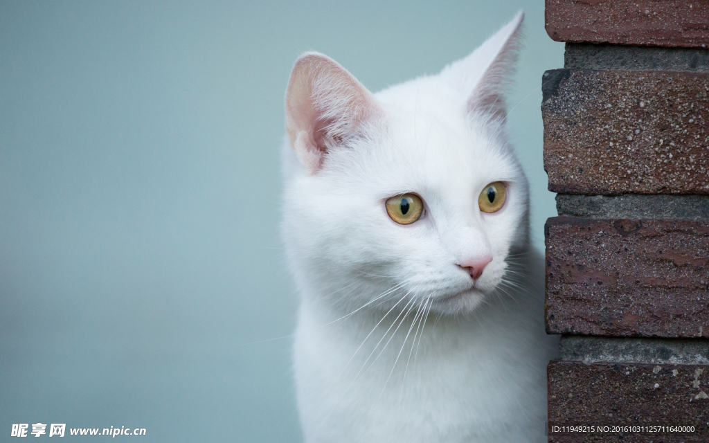 小懒猫