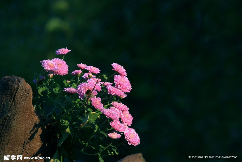 菊花