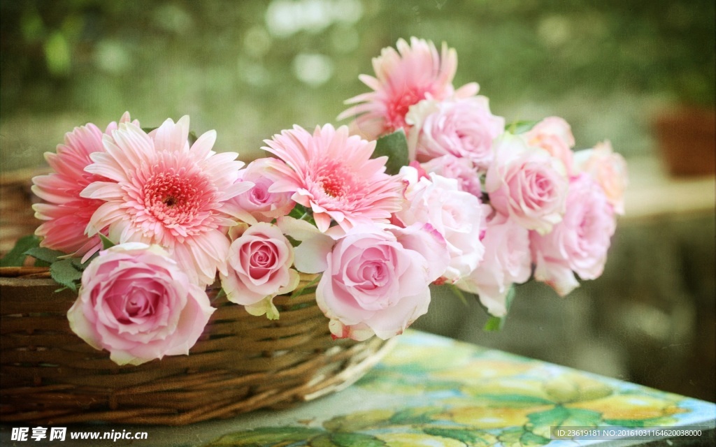 菊花