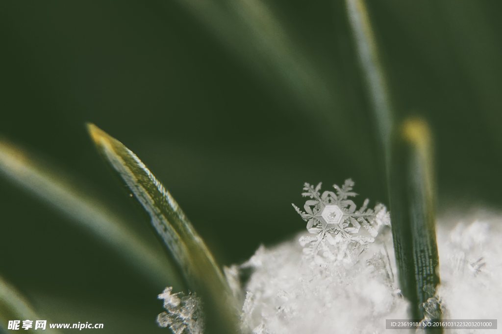 冰雪