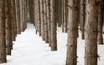 冰雪
