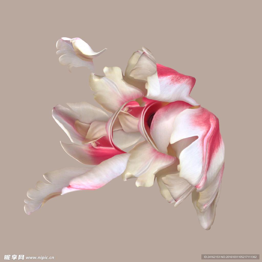 花瓣