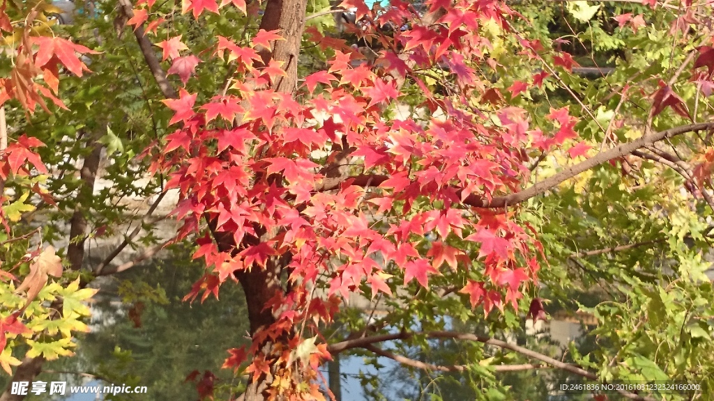 枫叶