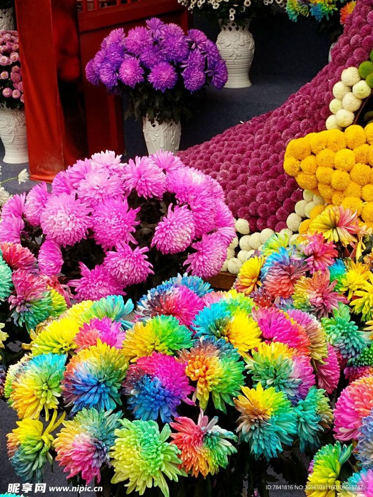 开封菊展