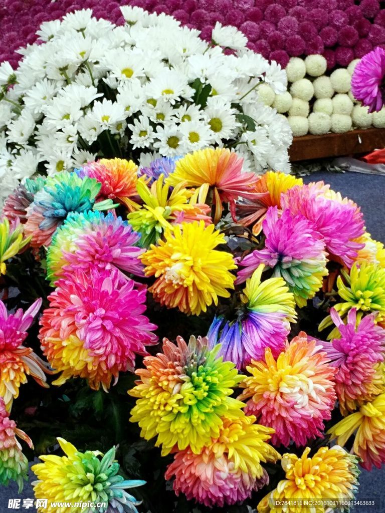 开封菊展