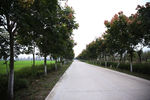 公路绿化