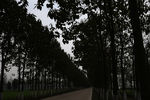 乡村公路傍树木