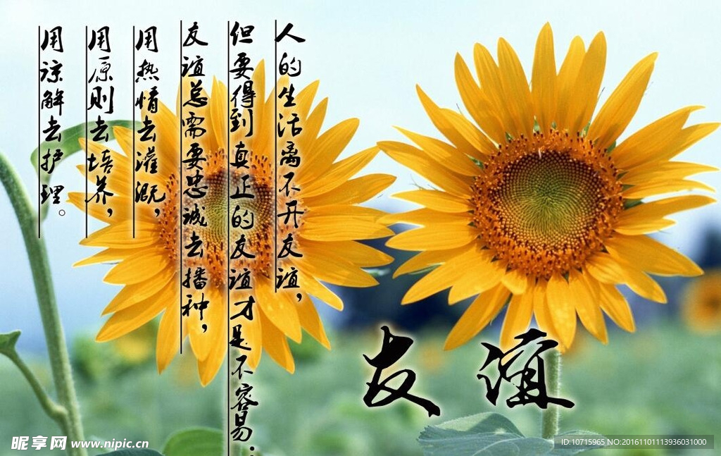 向日葵花语