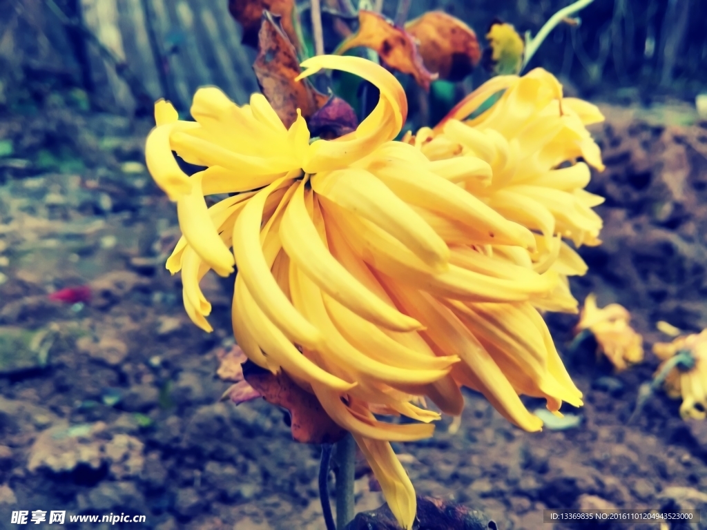 菊花