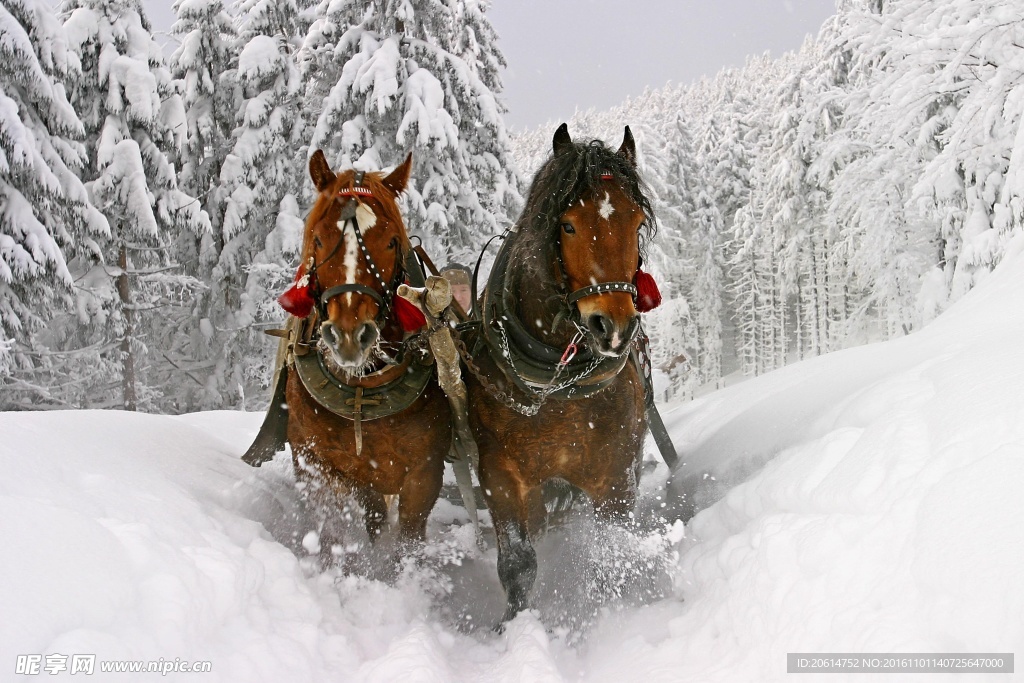 雪地中奔跑的骏马
