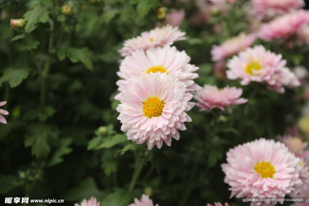 粉色菊花