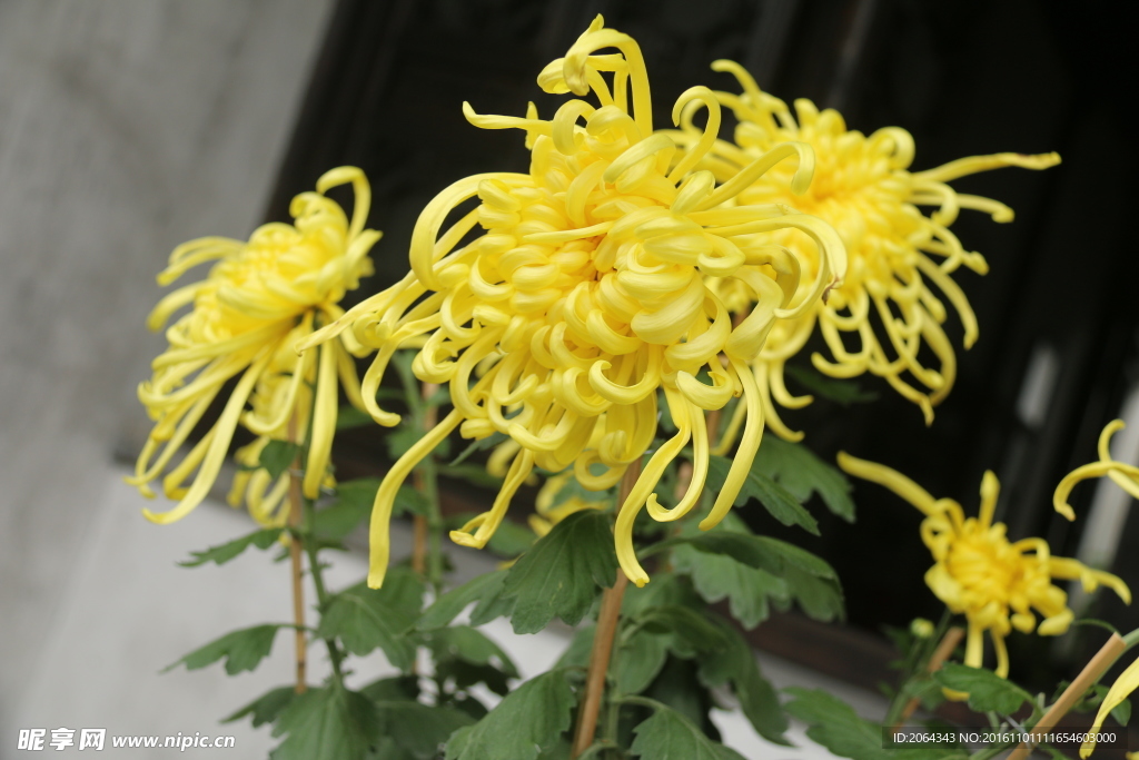 菊花摄影