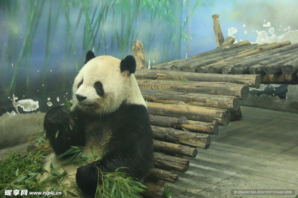 熊猫吃竹子图片
