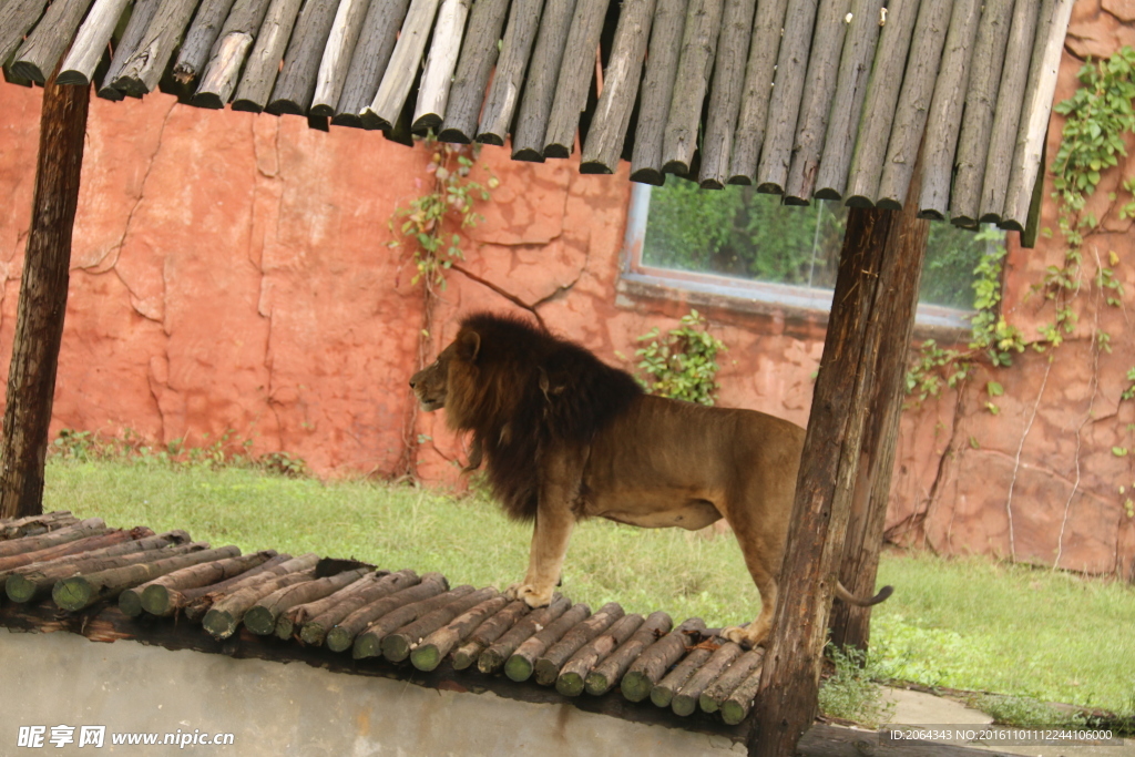动物园狮子图片
